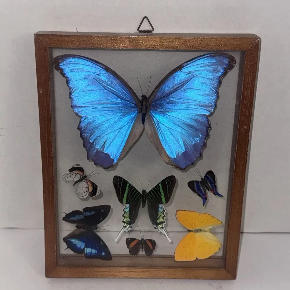 Real Blue Morpho Butterfly Double Sided Specimen Display Artwear Miami Beach